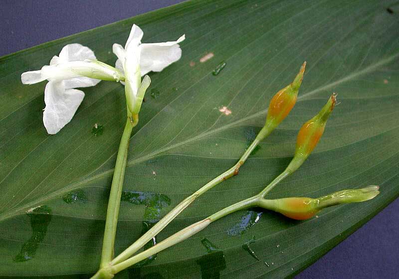 Maranta arundinacea / קנה שורש Maranta arundinacea / קנה שורש