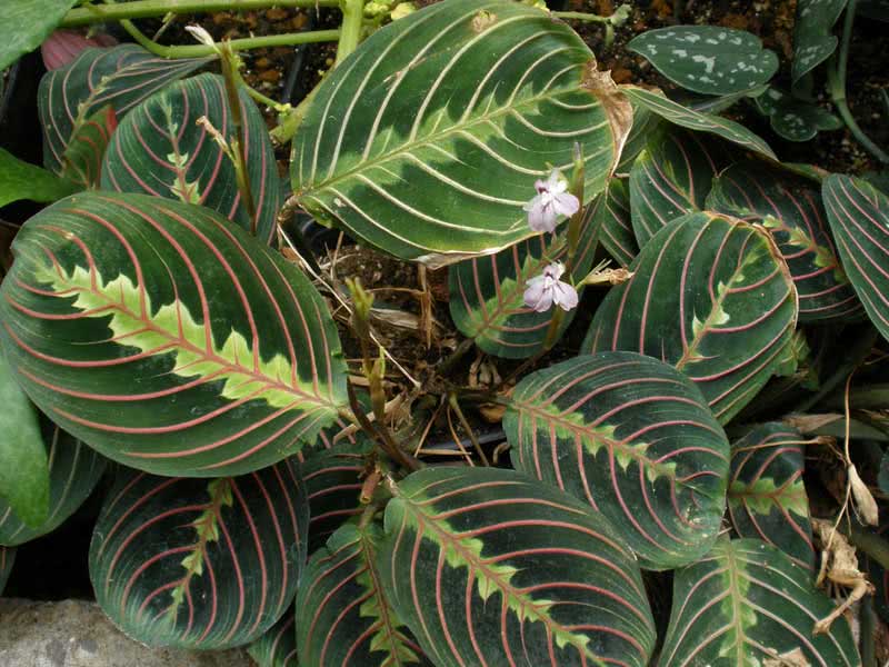 Maranta leuconeura / שורש חץ לבן צוואר Maranta leuconeura / שורש חץ לבן ראש