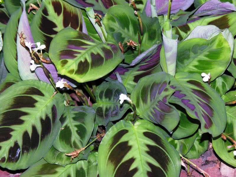 Maranta leuconeura / שורש חץ לבן צוואר Maranta leuconeura / שורש חץ לבן ראש