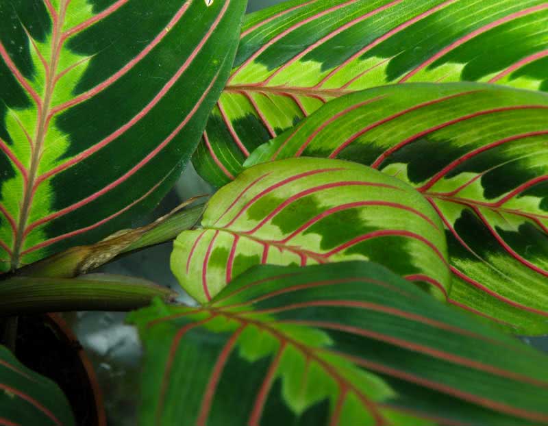 Maranta leuconeura / שורש חץ לבן צוואר Maranta leuconeura / שורש חץ לבן ראש