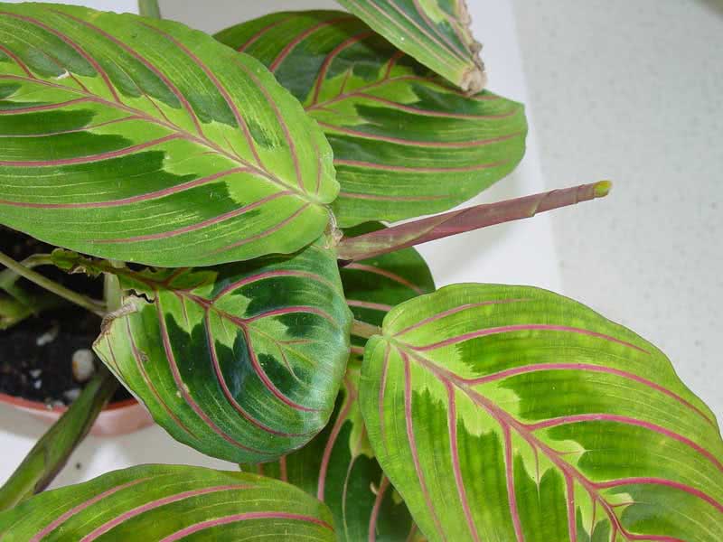 Maranta leuconeura / שורש חץ לבן צוואר Maranta leuconeura / שורש חץ לבן ראש