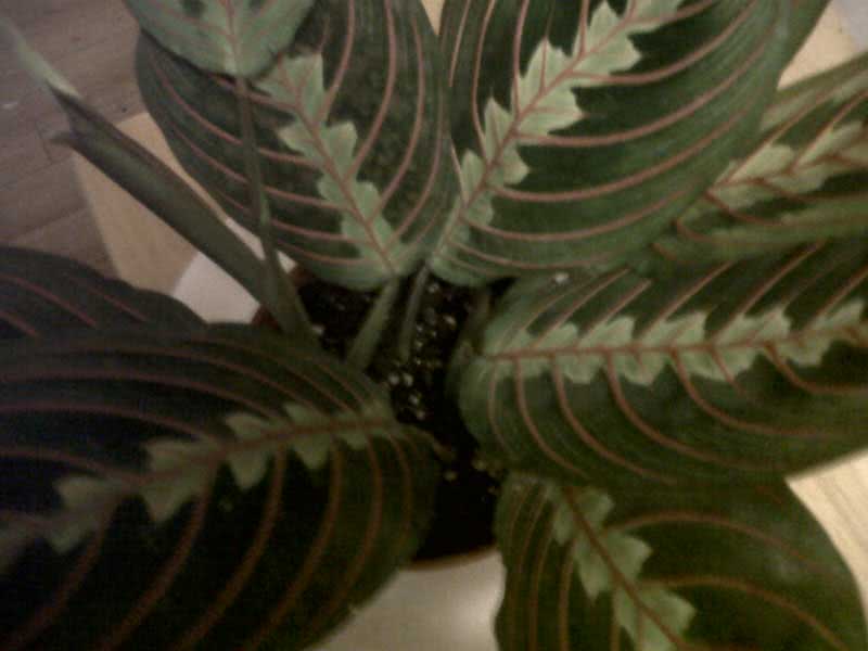 Maranta leuconeura / שורש חץ לבן צוואר Maranta leuconeura / שורש חץ לבן ראש