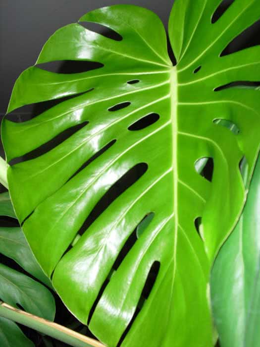 Monstera deliciosa / monstera gurman