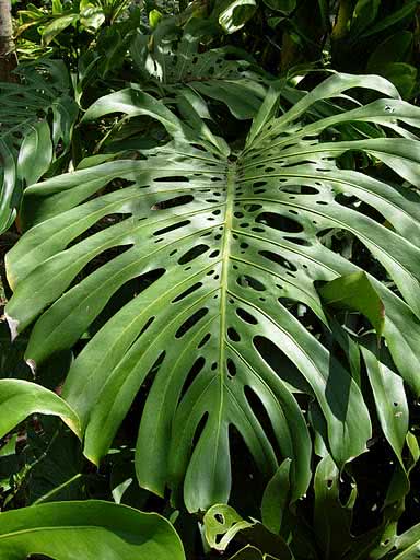 Monstera deliciosa / monstera gurman