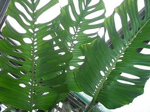 Monstera obliqua (expilata ili falcifolia) / kosa monstera (expilata ili srp)