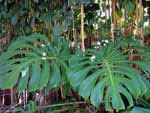 Monstera