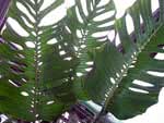 Monstera