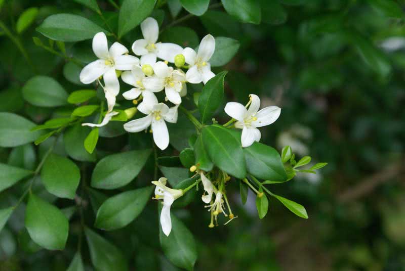 Murraya paniculata / Muraya paniculata