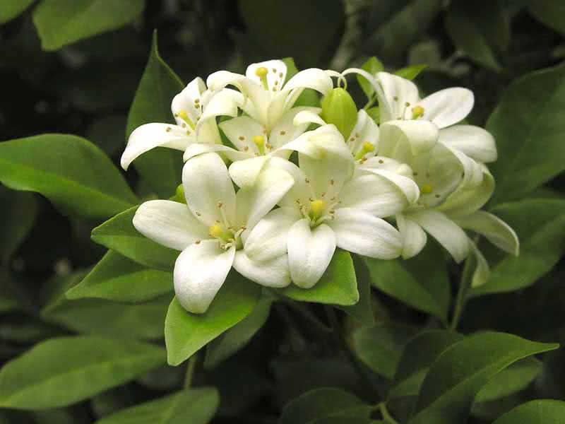 Murraya paniculata / Muraya paniculata