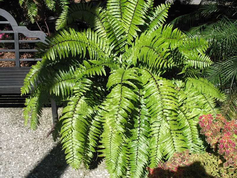Nephrolepis biserrata / Nephrolepis Nephrolepis Nephrolepis biserrata / Nephrolepis Nephrolepis