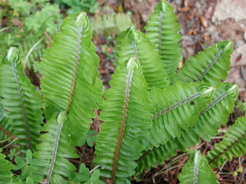 Nephrolepis cordifolia / Nephrolepis cordifolia Nephrolepis cordifolia / Nephrolepis cordifolia