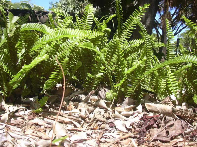 Nephrolepis cordifolia / Nephrolepis cordifolia Nephrolepis cordifolia / Nephrolepis cordifolia