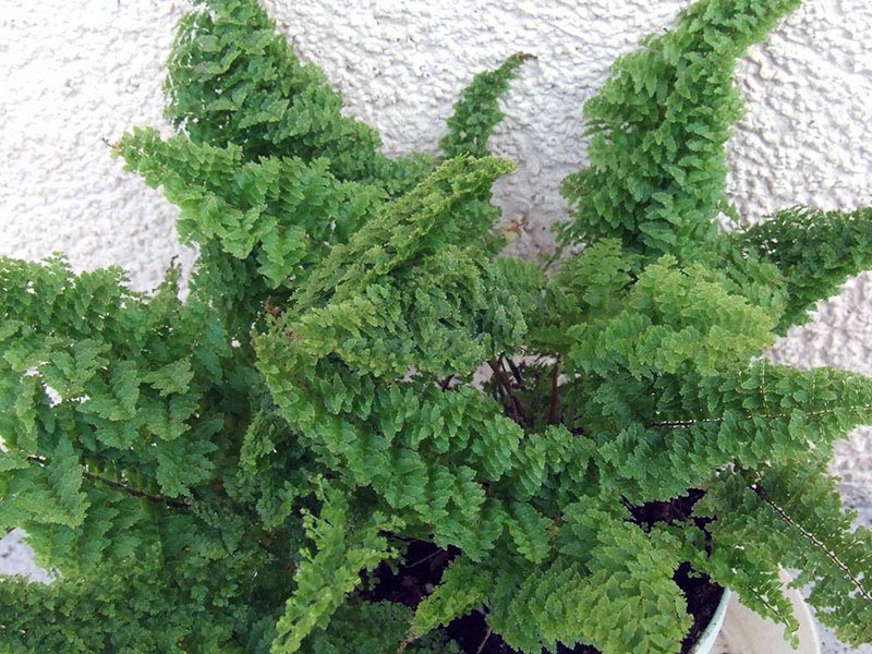 Nephrolepis exaltata / Nephrolepis נשגב Nephrolepis exaltata / Nephrolepis נשגב