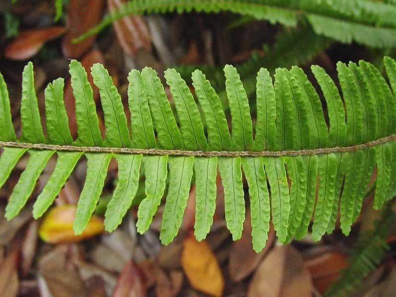 Nephrolepis exaltata / Nephrolepis נשגב Nephrolepis exaltata / Nephrolepis נשגב