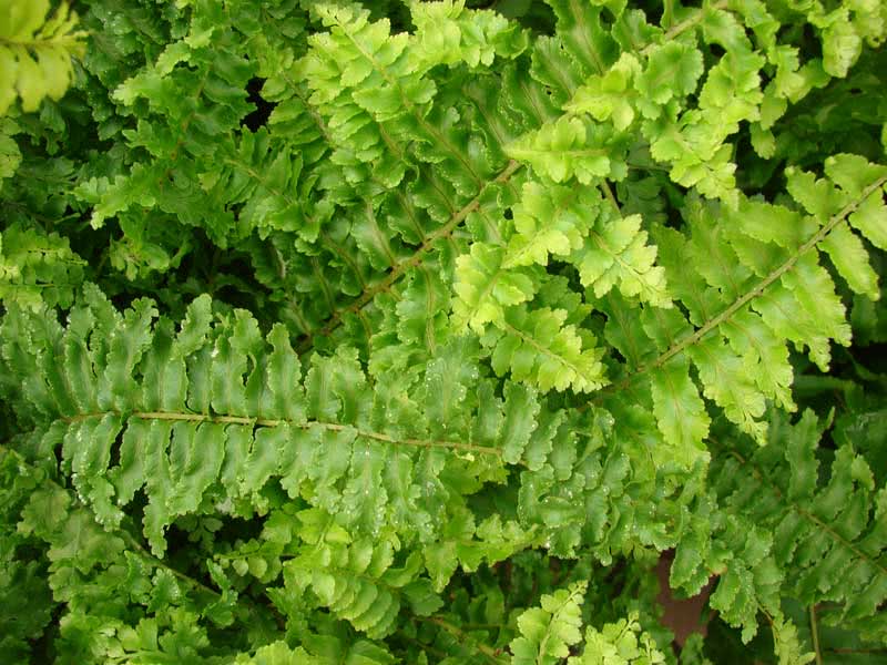 Nephrolepis exaltata / Nephrolepis נשגב Nephrolepis exaltata / Nephrolepis נשגב