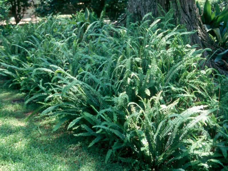 Nephrolepis exaltata / Nephrolepis נשגב Nephrolepis exaltata / Nephrolepis נשגב