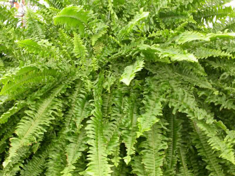 Nephrolepis exaltata / Nephrolepis נשגב Nephrolepis exaltata / Nephrolepis נשגב