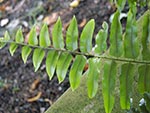 Nephrolepis
