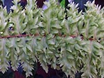 Nephrolepis