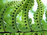 Nephrolepis
