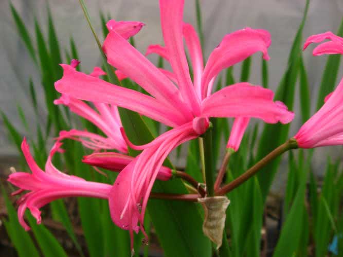 Nerine bowdenii / nerine bowdenii Nerine bowdenii / nerine bowdenii