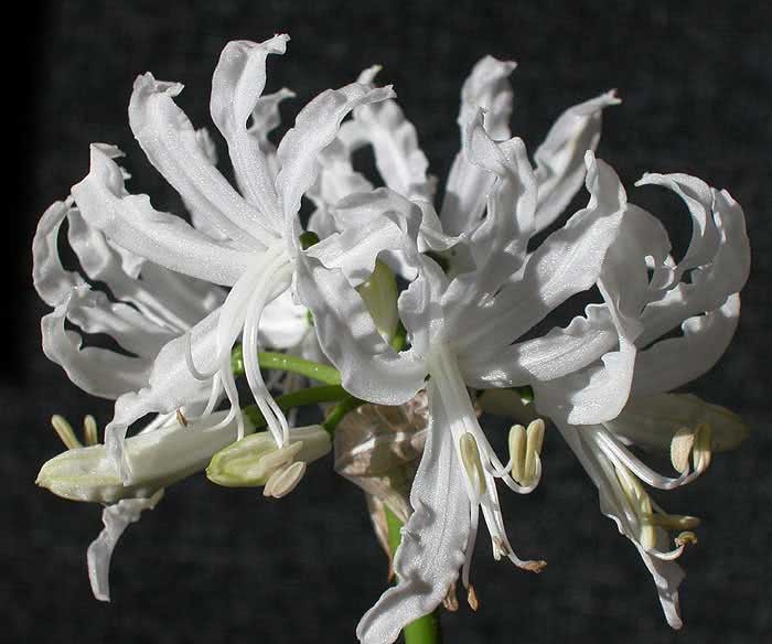Nerine flexuosa / nerine sinuoso Nerine flexuosa / nerine sinuoso