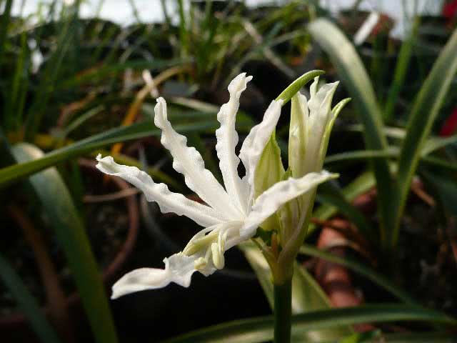 Nerine flexuosa / nerine sinuoso Nerine flexuosa / nerine sinuoso