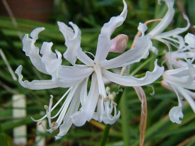 Nerine flexuosa / nerine sinuoso Nerine flexuosa / nerine sinuoso