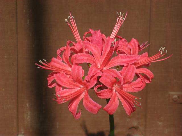 Nerine sarniensis / Nerine sarniensis Nerine sarniensis / Nerine sarniensis