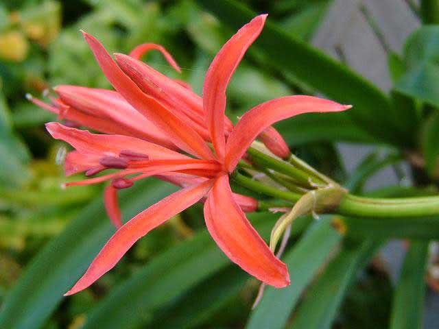 Nerine sarniensis / Nerine sarniensis Nerine sarniensis / Nerine sarniensis