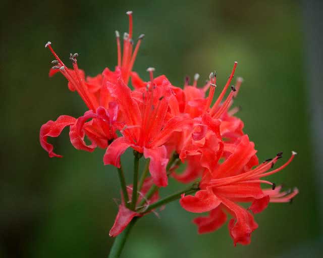 Nerine sarniensis / Nerine sarniensis Nerine sarniensis / Nerine sarniensis