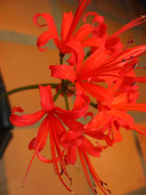 Nerine sarniensis / Nerine sarniensis Nerine sarniensis / Nerine sarniensis