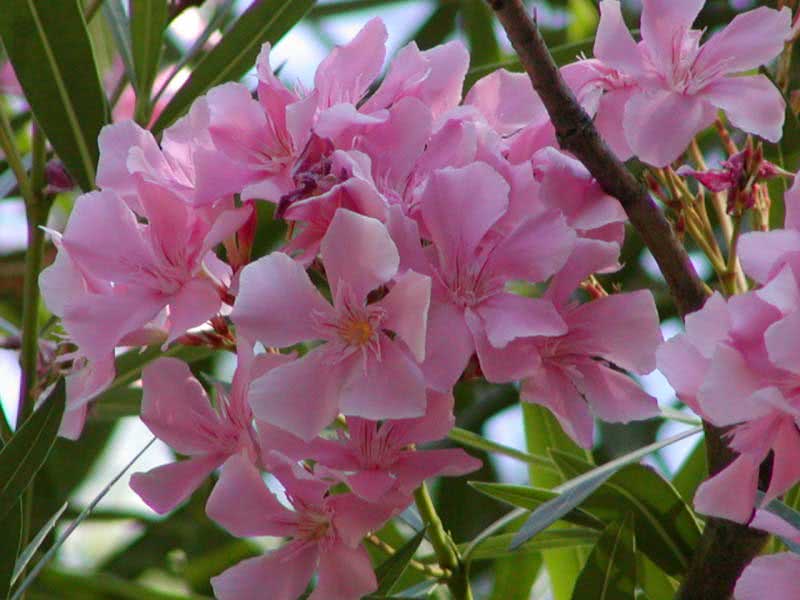 Nerium oleander (odorum ili indicum) / uobičajeni oleander (mirisni ili indijski)