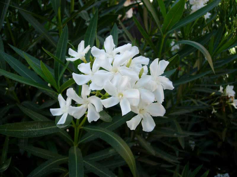 Nerium oleander (odorum ili indicum) / uobičajeni oleander (mirisni ili indijski)