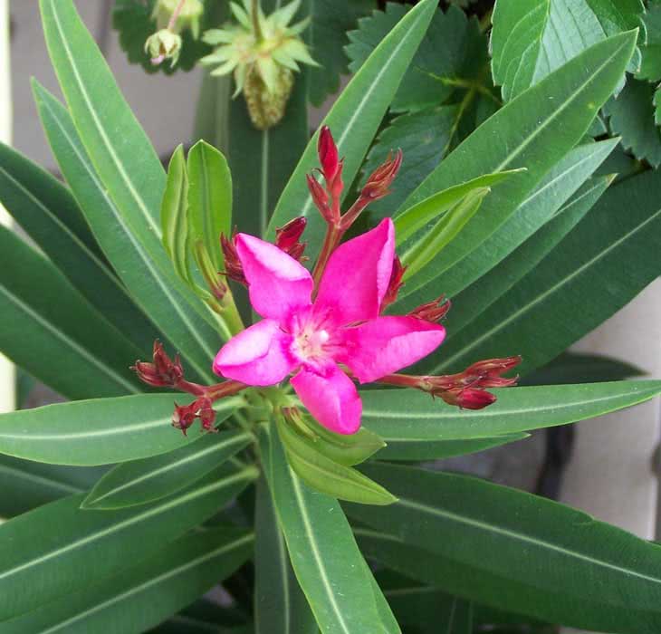 Nerium oleander (odorum ili indicum) / uobičajeni oleander (mirisni ili indijski)