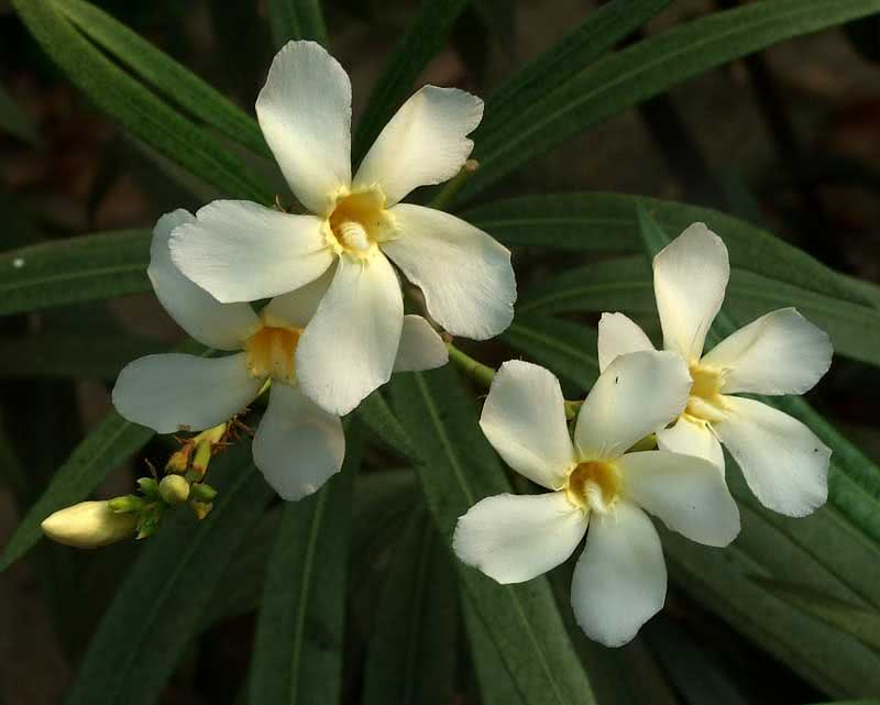 Nerium oleander (odorum ili indicum) / uobičajeni oleander (mirisni ili indijski)