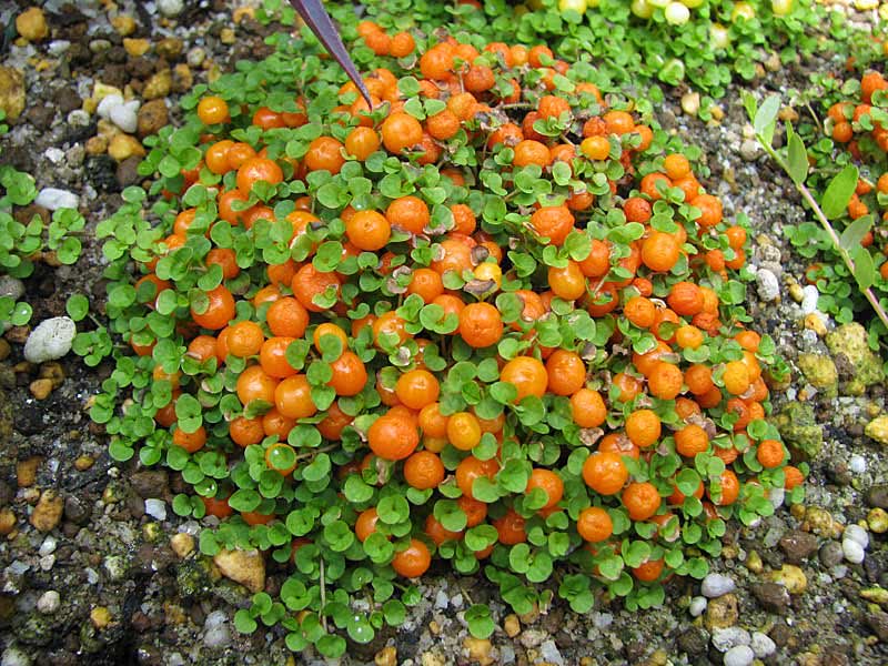 Nertera granadensis / Nertera granadenzis (גרנדה) Nertera granadensis / Nertera granadenzis (גרנדה)