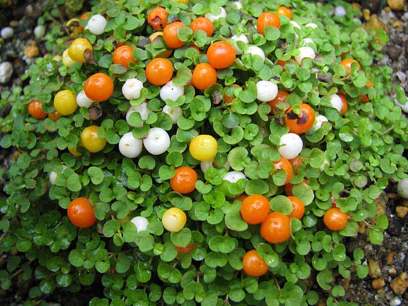 Nertera granadensis / Nertera granadenzis (גרנדה) Nertera granadensis / Nertera granadenzis (גרנדה)