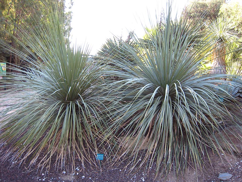 Nolina matapensis / Nolina matapskaya Nolina matapensis / Nolina matapskaya
