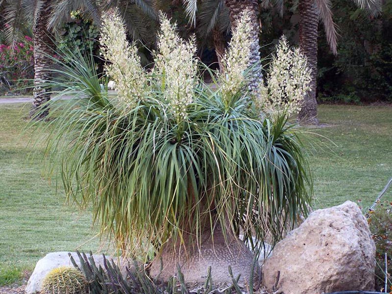 Nolina recurvata / nolina recurved נולינה רקורווטה / נולינה כפופה