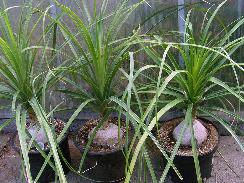 Nolina recurvata / nolina recurved נולינה רקורווטה / נולינה כפופה