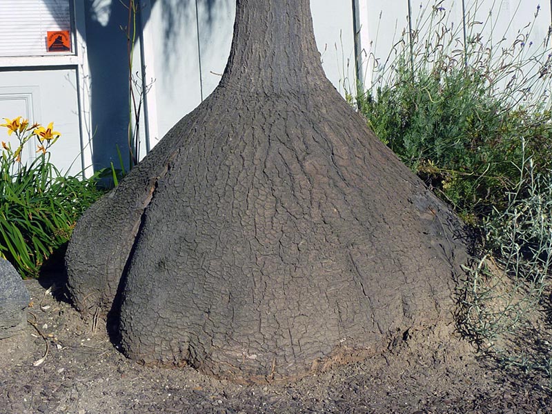 Nolina recurvata / nolina recurved Nolina recurvata / נולינה כפופה