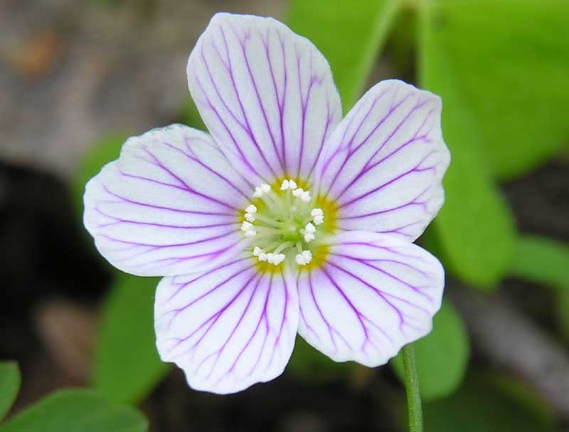 Oxalis acetosella / obični oksalis