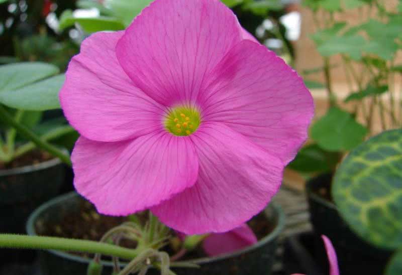 Oxalis bowiei