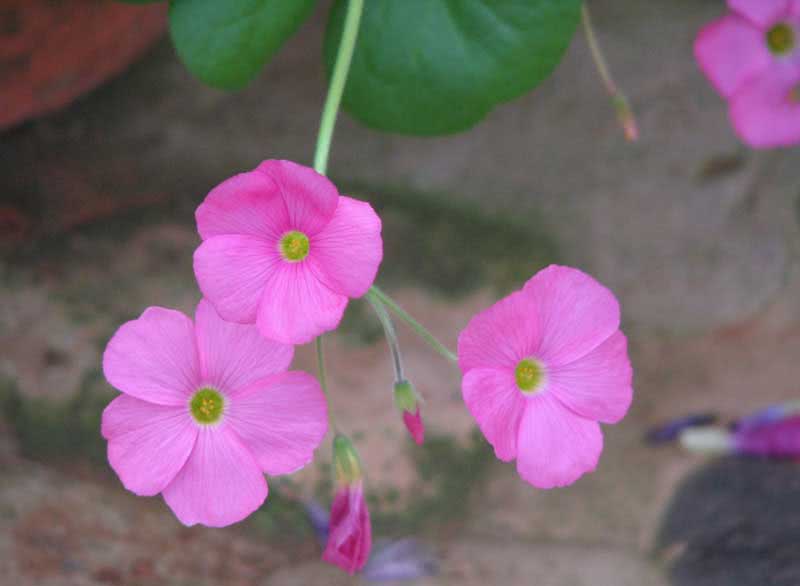 Oxalis bowiei