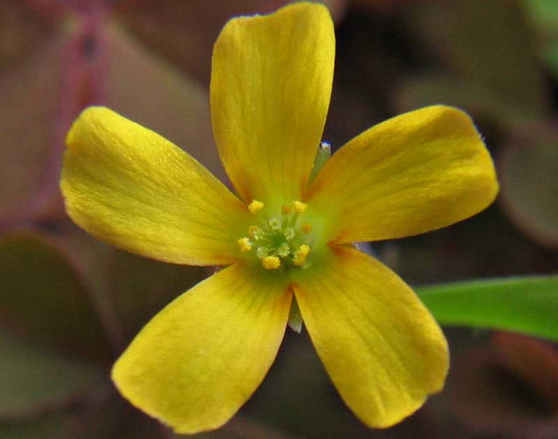 Oxalis corniculata / rogač oksalis