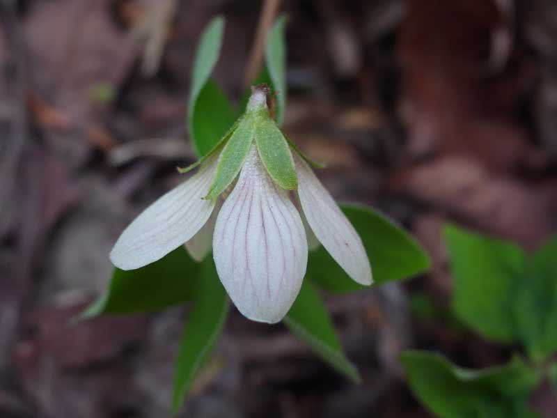 Oxalis obtriangulata / obrnuti trokutasti oksalis