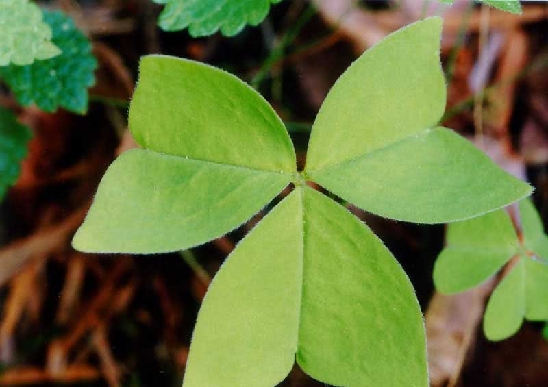 Oxalis obtriangulata / obrnuti trokutasti oksalis