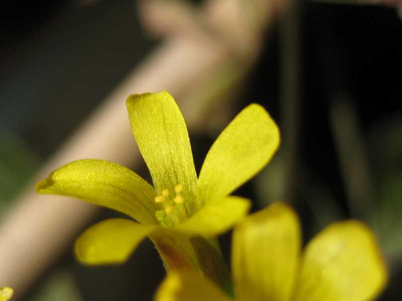 Oxalis ortgiesii / Ortgisov oksalis