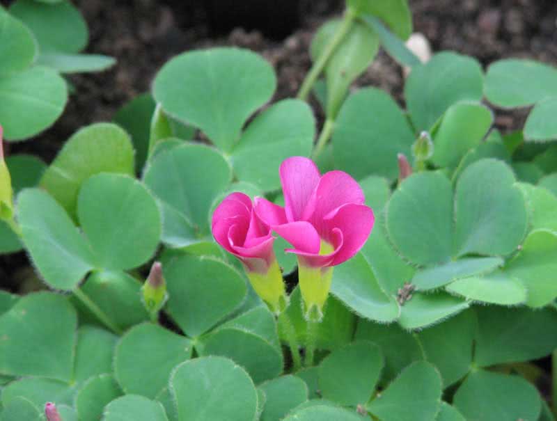 Oxalis purpurea / ljubičasti oksalis